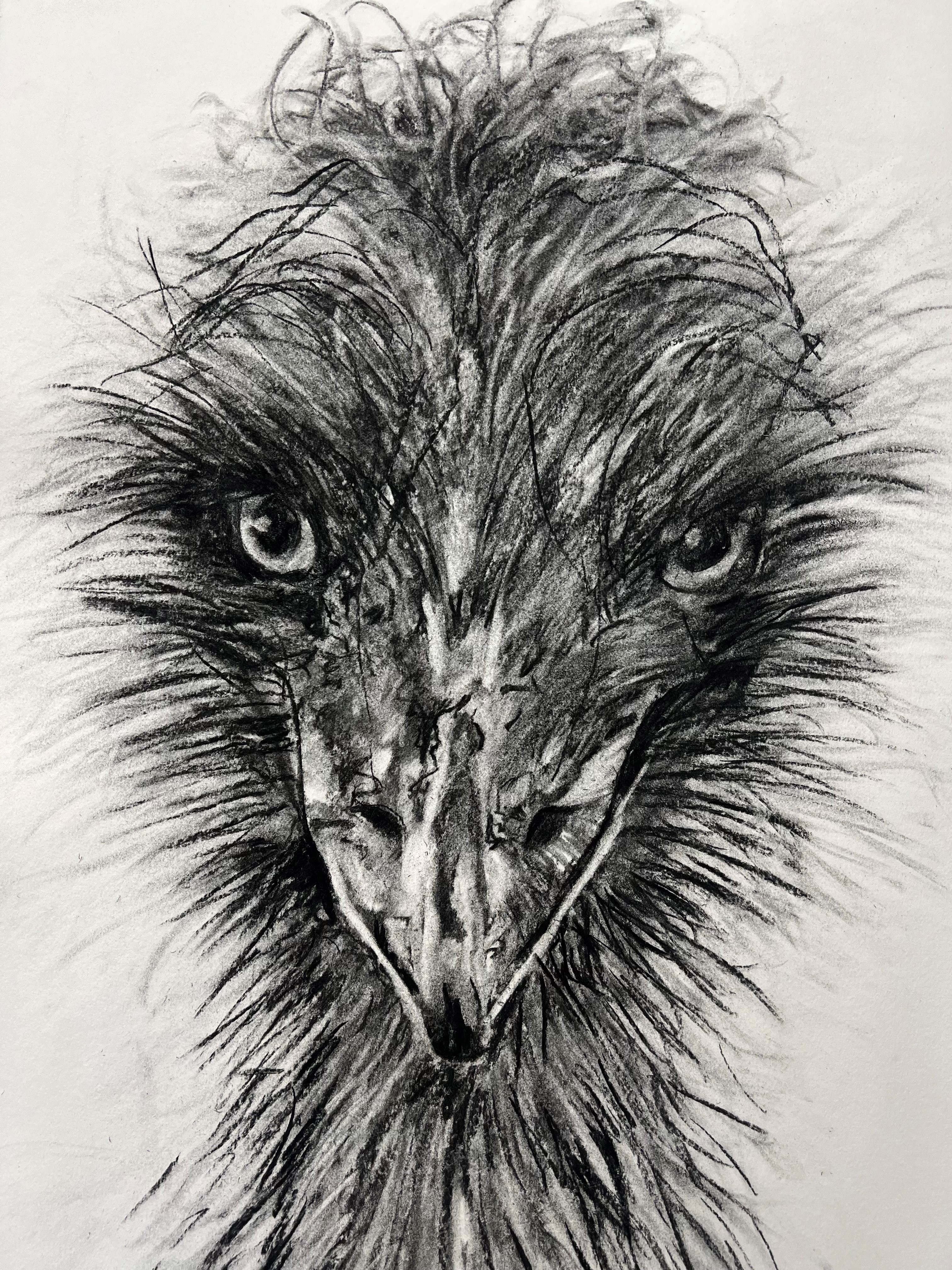Charcoal Emu